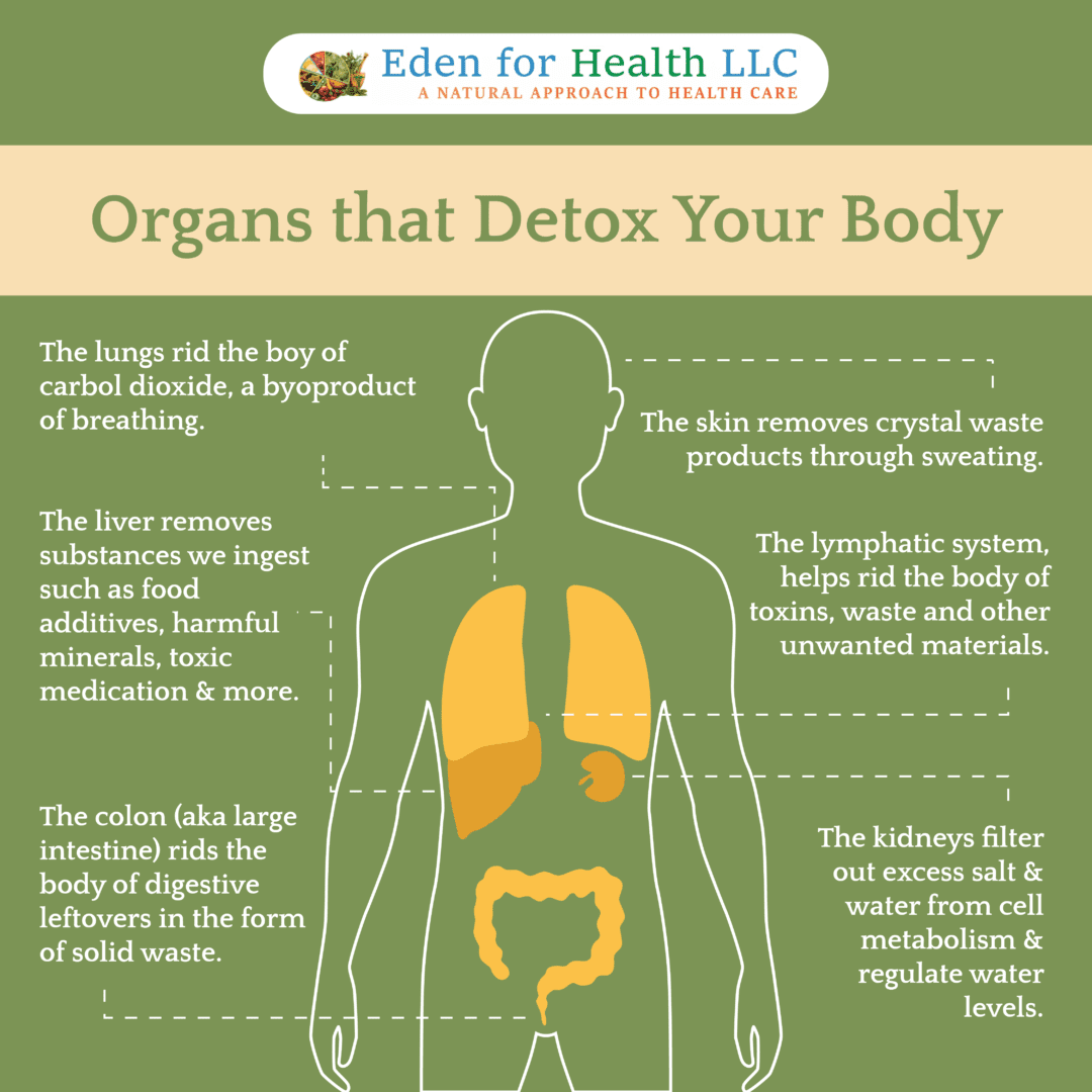 The diagram of organs that detox your body